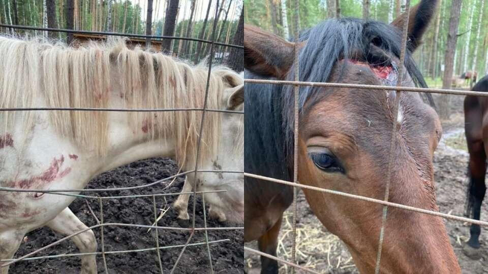    Прокуратура Липецкой области проверяет базу отдыха из-за скандала с лошадьми тгк Новости Липецка и Области
