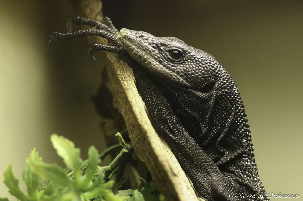 Эта ящерица с глубоким, почти черным окрасом и пронзительным взглядом таит в себе множество секретов. 