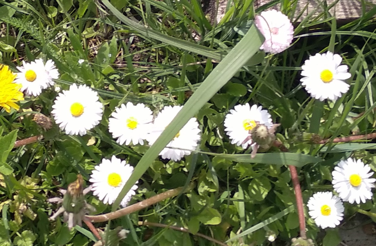 Убежали за грядку. Пришлось скосить. 