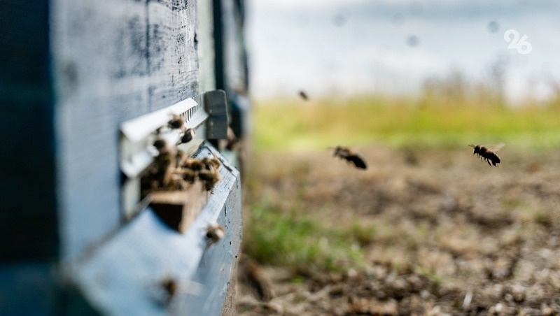    Эта зима для пчеловодов была непростой Фото: Борис Московкин / / ИА «Победа26»