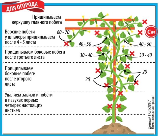 Схема формирование огурцов в открытом грунте. Рис. Дмитрий Полухин, kp.ru