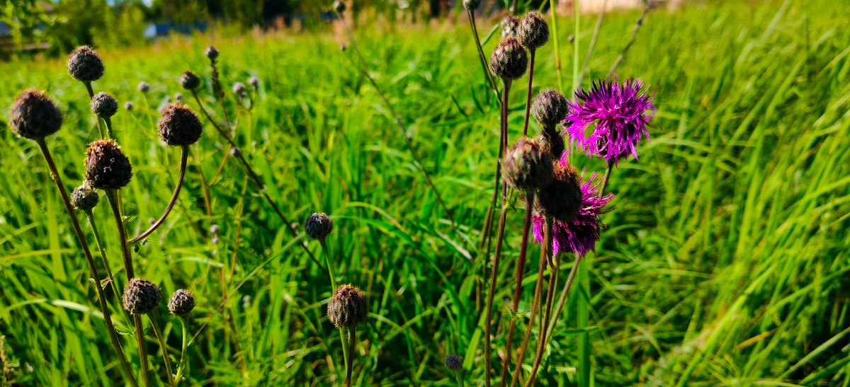 Нынешнею ночью мне снились престранные вещи, <...> между прочим, приснилось мне, что ты  не ты и что вместо тебя я обнимал змею». Степан Жихарев, «Записки современника», 1808