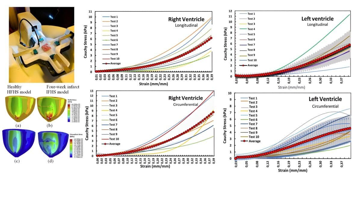    Экспериментальная установка для двухосевого механического тестирования сердца овцы. Кривые напряжения-деформации для миокарда желудочков / © Алексей Кучумов, пресс-служба ПНИПУ