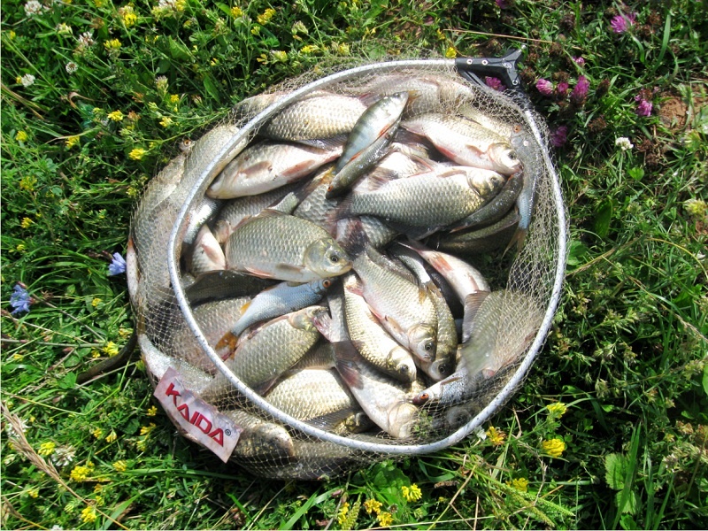 Утренний улов на двоих