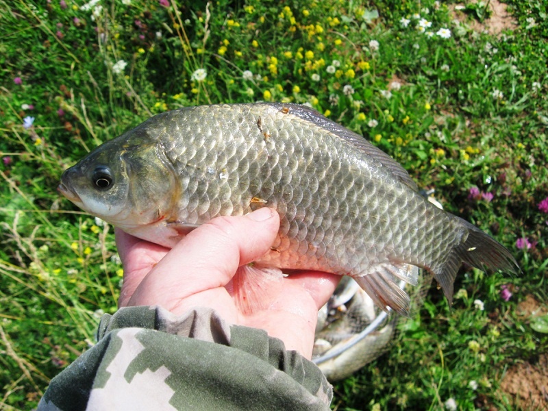 Серебряный толстячок