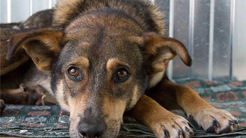     Регистрация и чипирование собак поможет находить потерявшихся питомцев и недобросовестных хозяев Официальный Telegram-канал Администрации г. Бийска