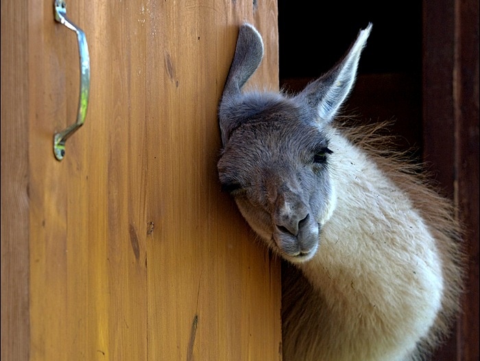 🦙 Эти удивительные создания, родом из Южной Америки, все чаще появляются на частных подворьях. 