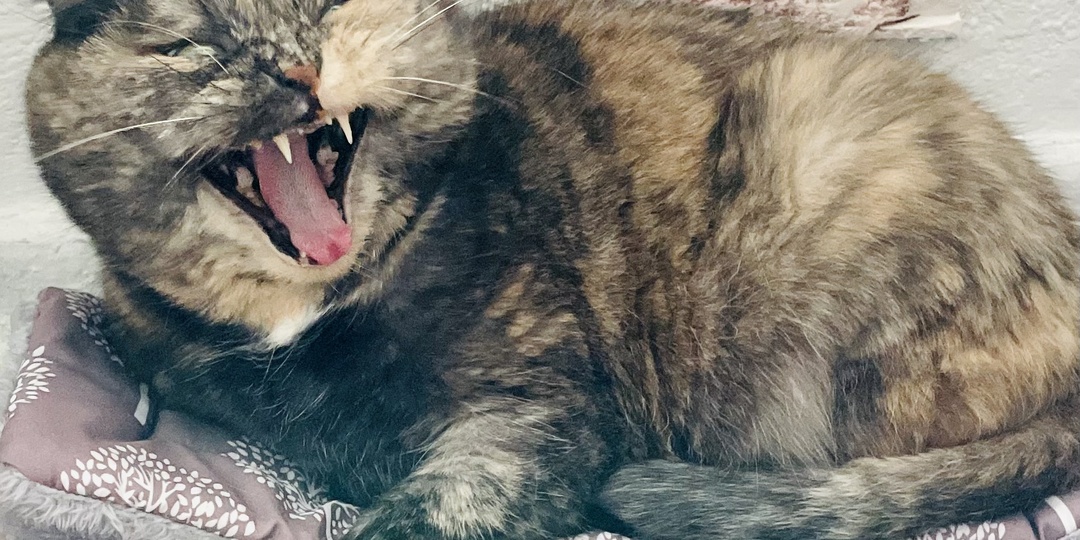 Неудобные стороны жизни с кошкой, о которых не принято говорить, или что скрывают хозяева