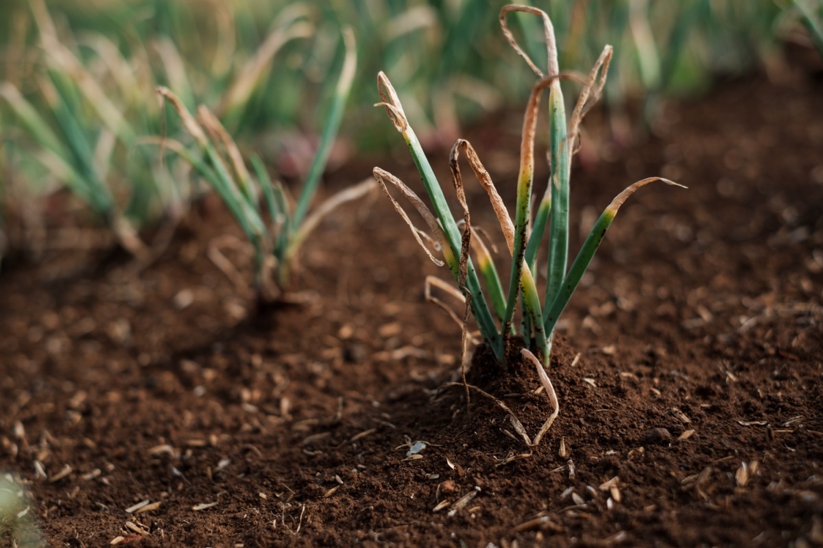 Algi Febri Sugita / Shuttersock / FOTODOM📷При недостатке азота листья лука желтеют уже в июне или начале июля, раньше срока созревания