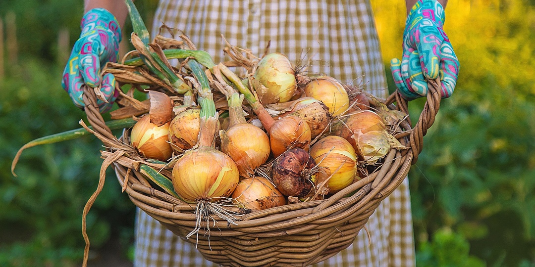 Как и чем подкормить лук