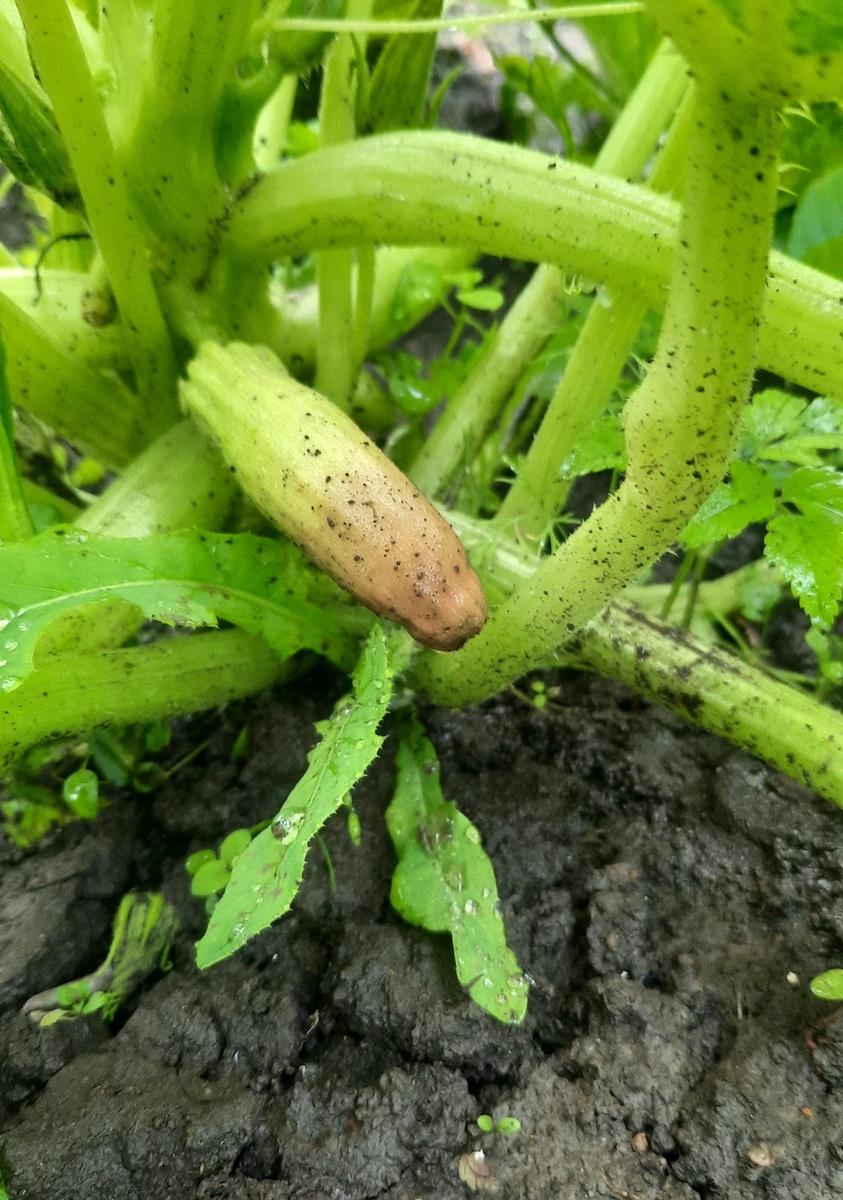 Фото автора.