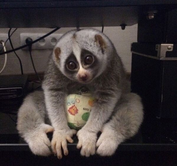 🌙 Эти маленькие существа с огромными глазами и нежными движениями могут показаться идеальными компаньонами, но так ли это на самом деле? 