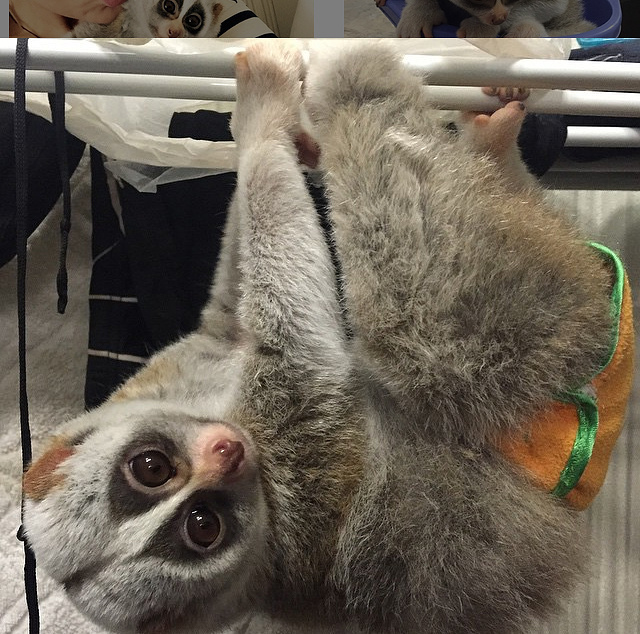 Толстый лори – это маленькое ночное млекопитающее из семейства лориевых. 