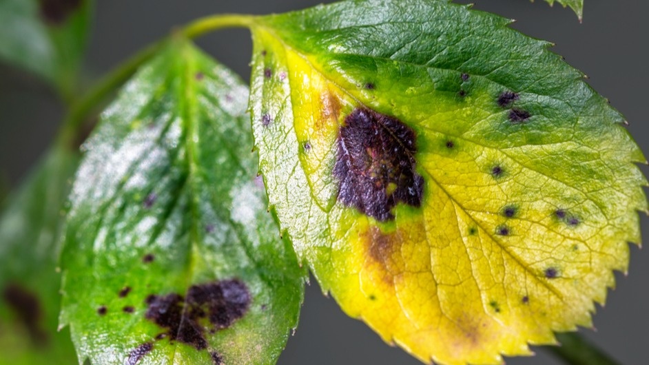 Так выглядит черная пятнистость в разгаре июля - болезнь развивается стремительно
