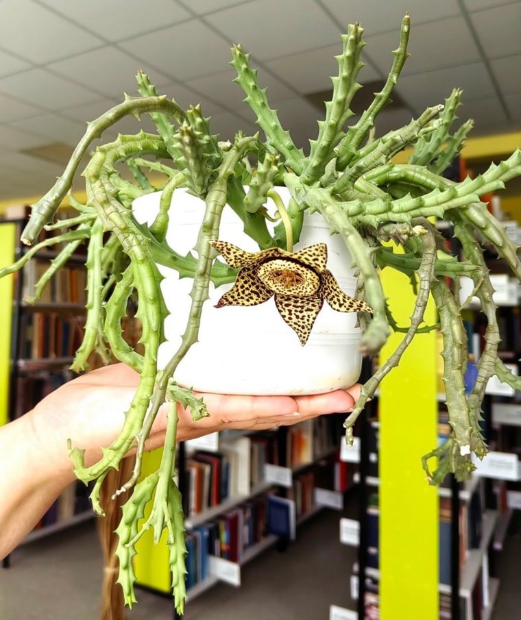 Африканский цветок распустился впервые за шесть лет
Фото:ВКонтакте/Юговка рядом