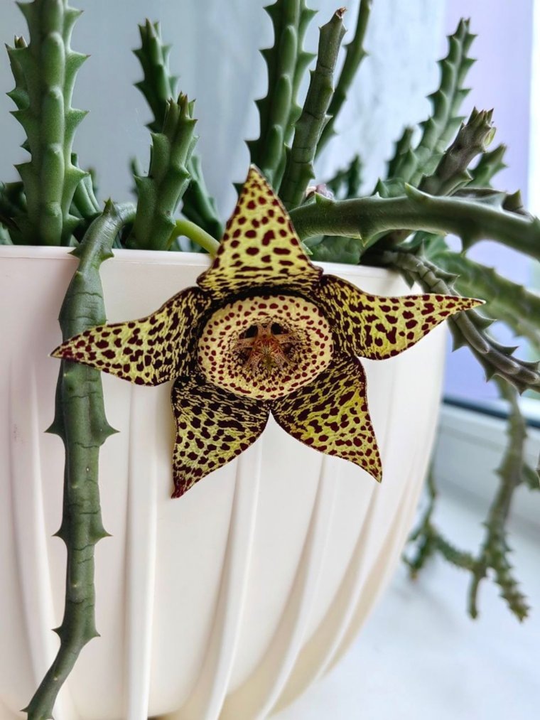 Орбея имеет необычную расцветку в шоколадную крапинку
Фото:ВКонтакте/Юговка рядом