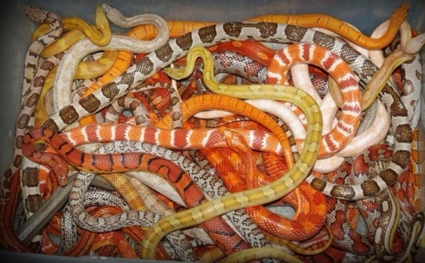 Эти змеи – настоящие хамелеоны мира рептилий!