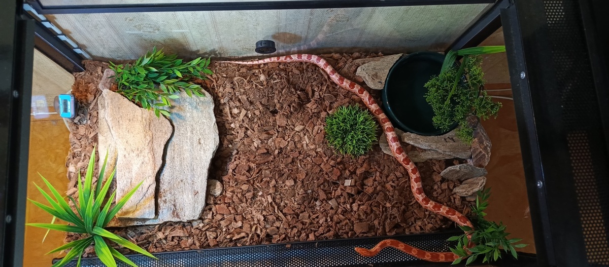 Маисовые полозы – мастера побегов, и поверьте, найти сбежавшую змею в квартире – то еще приключение! 😱