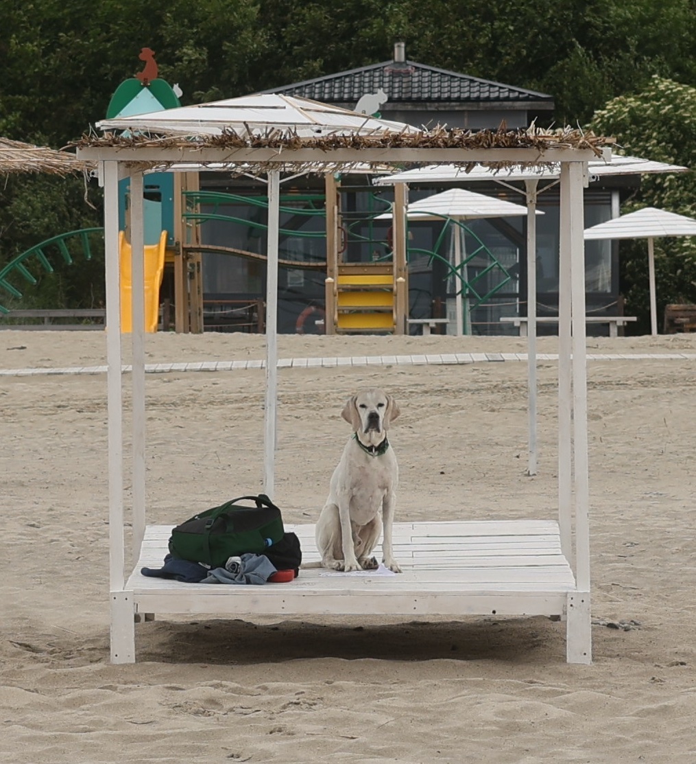 Мне кажется, что этот мужественный взгляд кобеля, который суку СВОИМ кабачком угощал,  хорошая иллюстврация к статье.