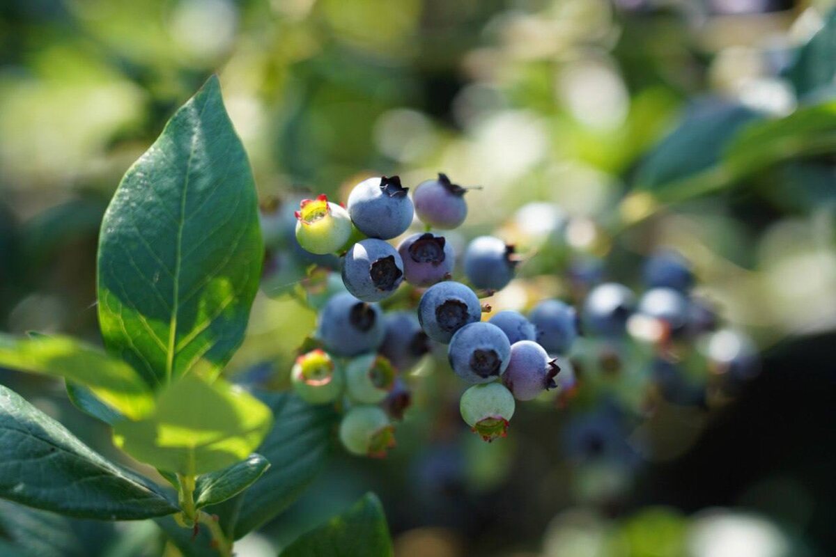    Фото: пресс-служба администрации Сочи