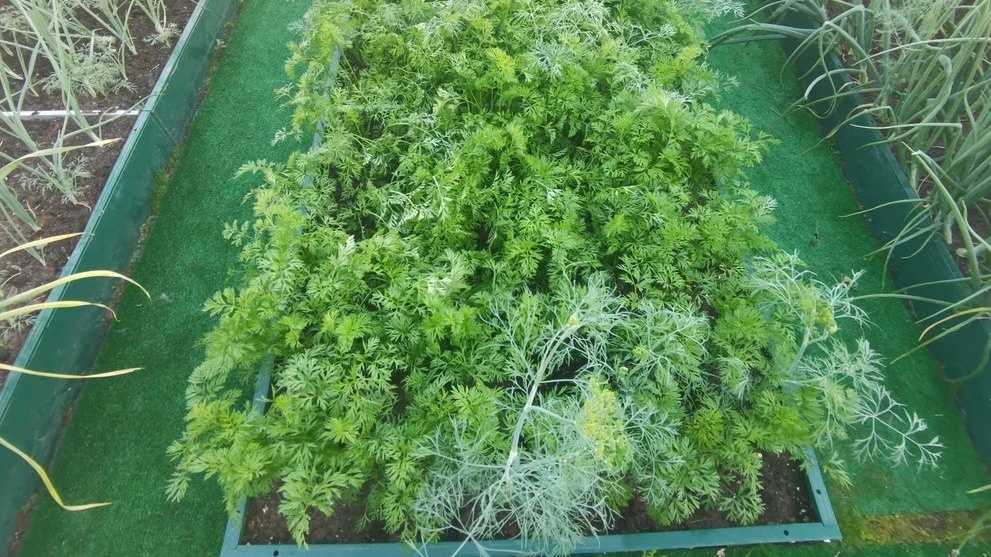 Мои повторные посевы уже дают свежую зелень в июле