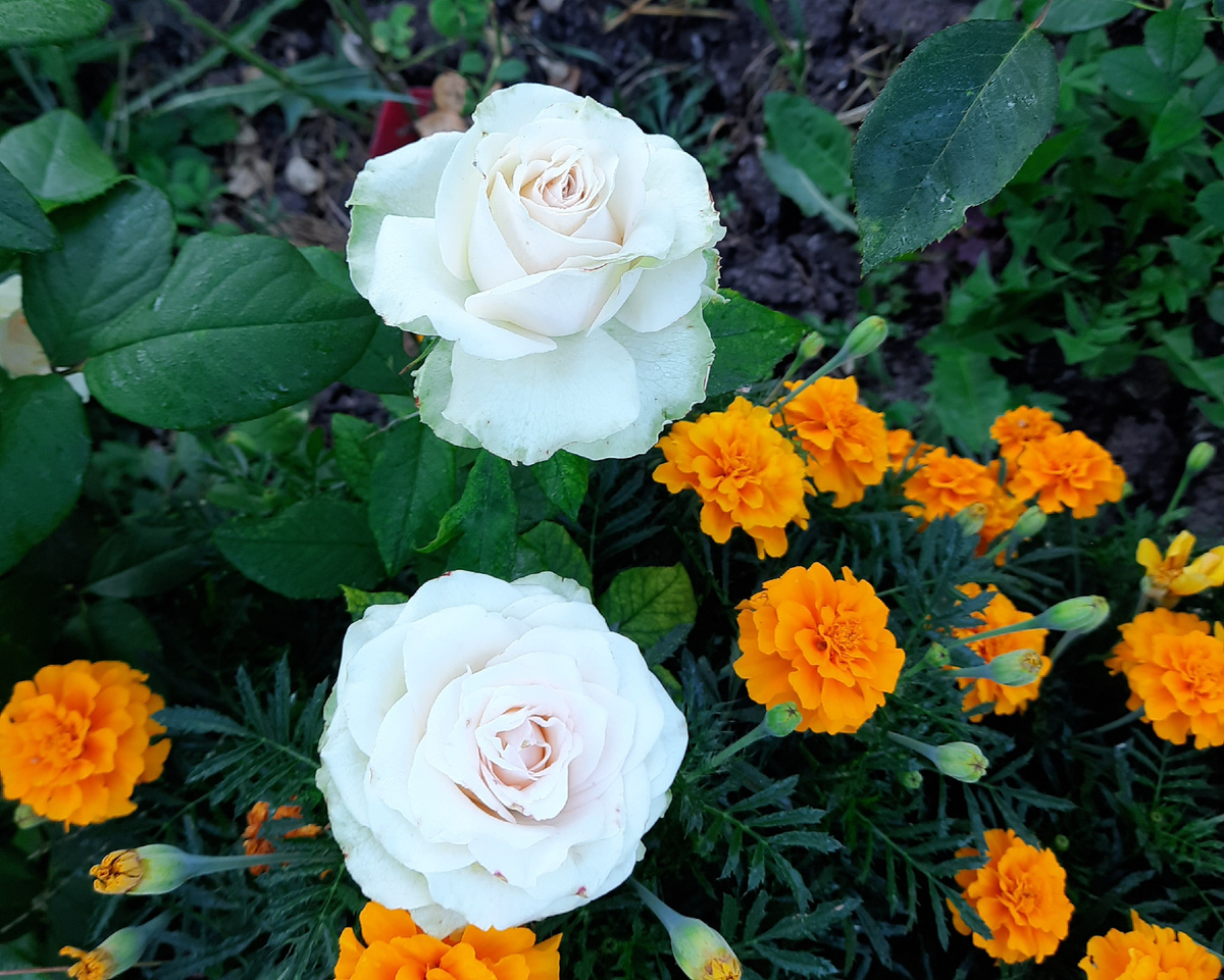 Роза Ла  Перла..24 г