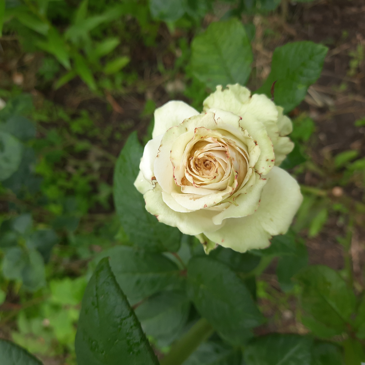 Роза Ла Перла 25 г