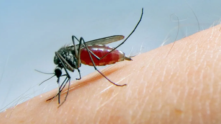 Без крови самка родит слабое потомство и умрет. С кровью станет прабабушкой 1000 комаров