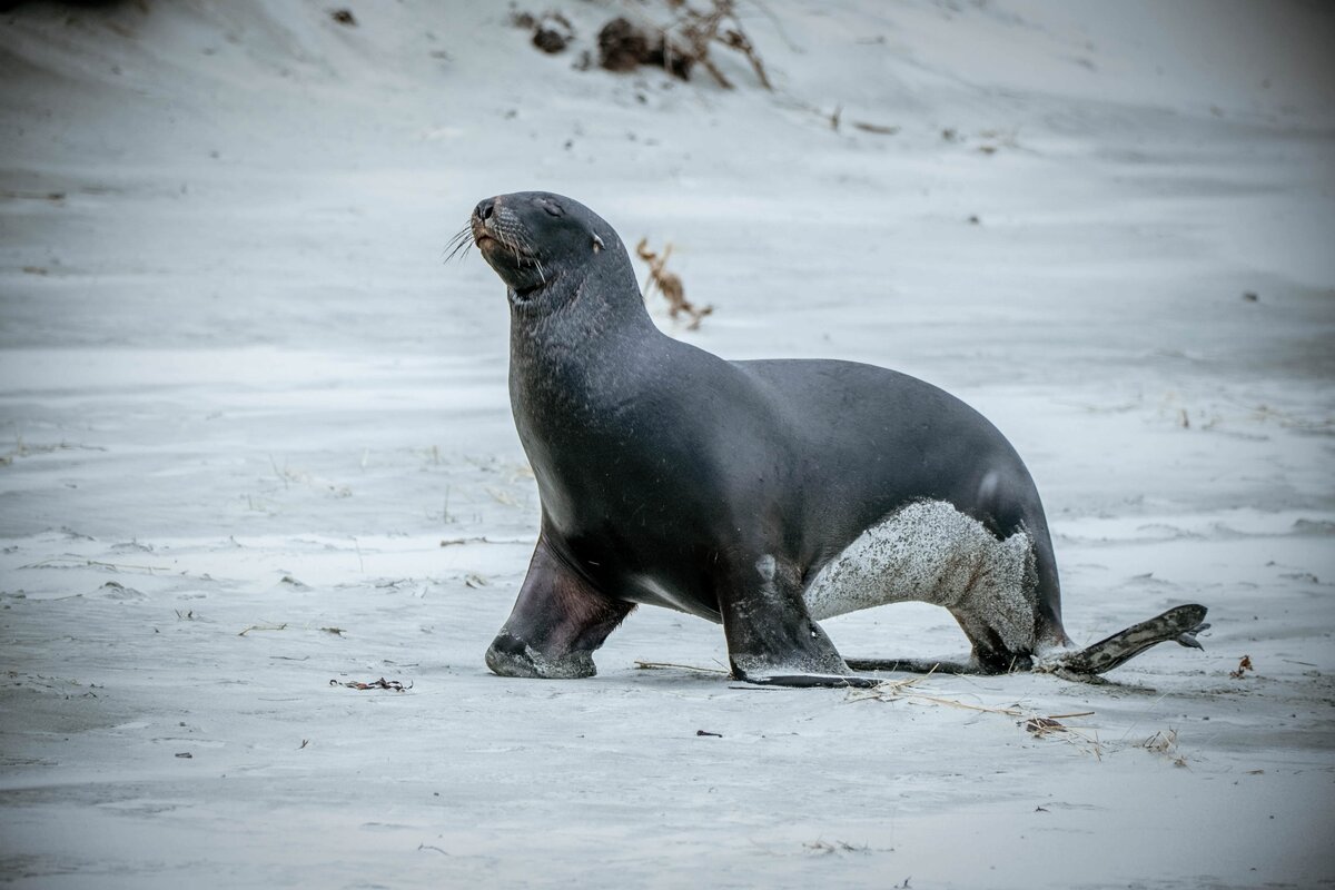 Новозеландский морской лев whakahao