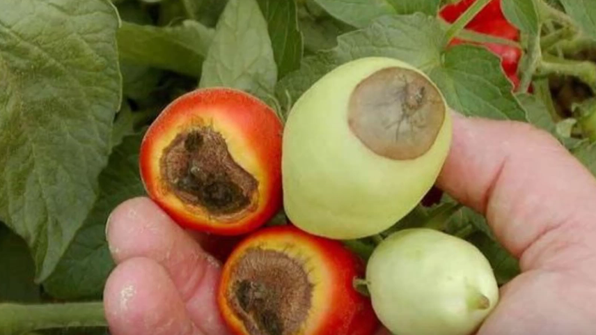 Так выглядели мои томаты утром 6 июля - вершинная гниль поразила большую часть урожая