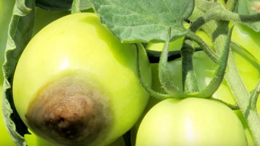 Так выглядит вершинная гниль в первые дни - коричневое вдавленное пятно на кончике плода