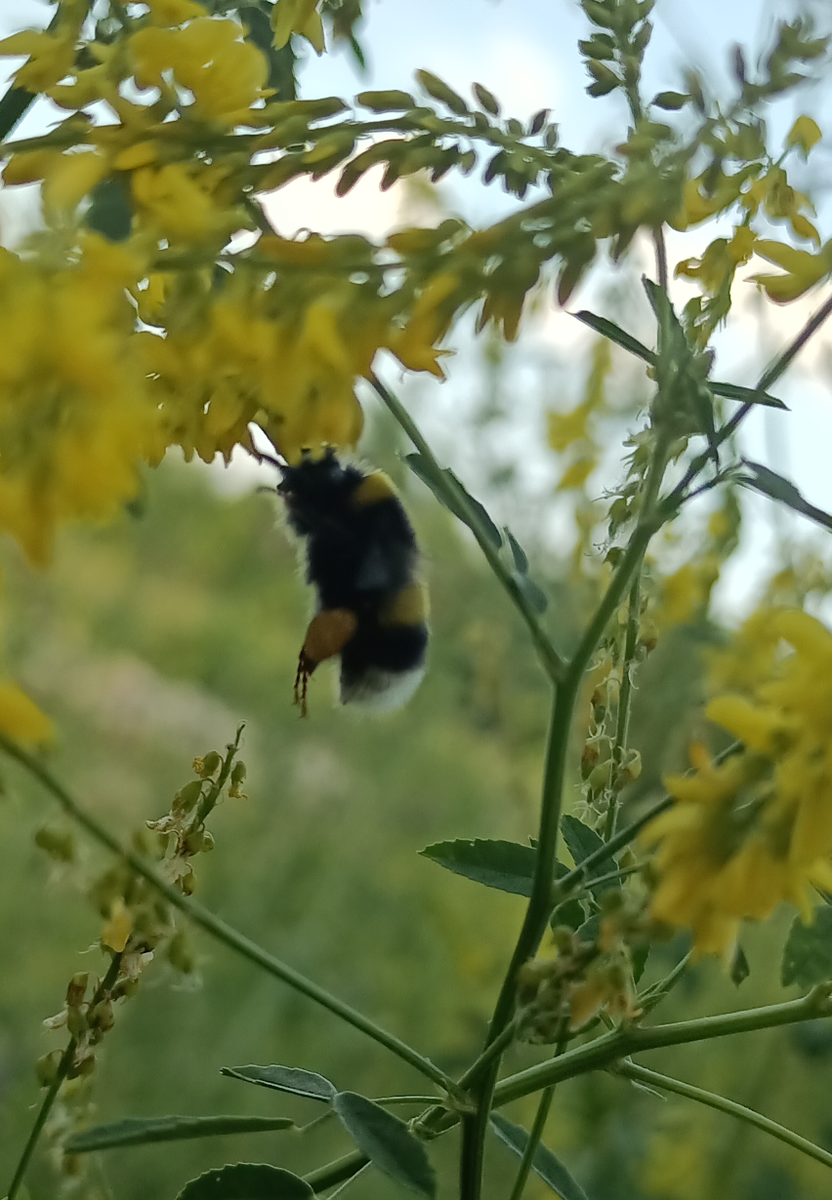 Галерея полосатых "мух"