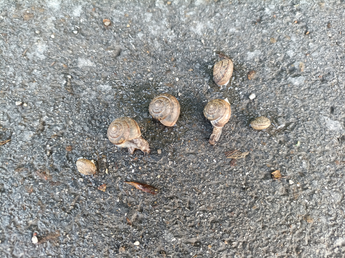 Всё семейство тоже перенесли на траву