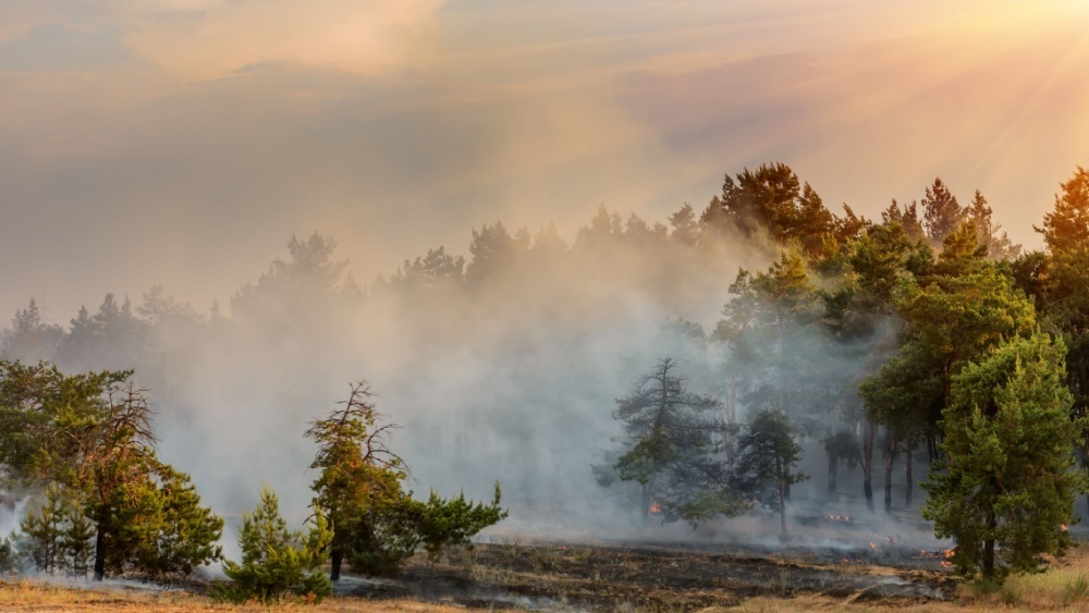     Фото: yelantsevv/Shutterstock/FOTODOM