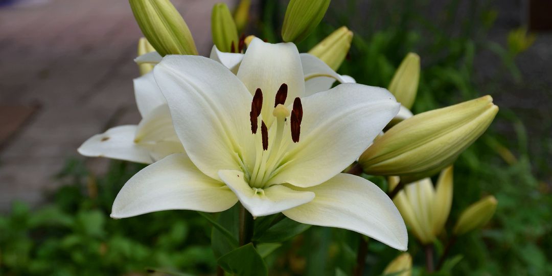 "Лилии набили бутоны": вношу финальную подкормку для формирования крупных и здоровых цветков