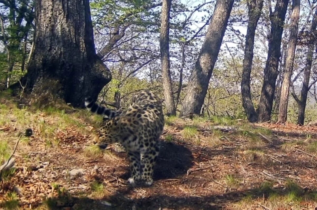    Жители СКФО могут дать имя котёнку дальневосточного леопарда