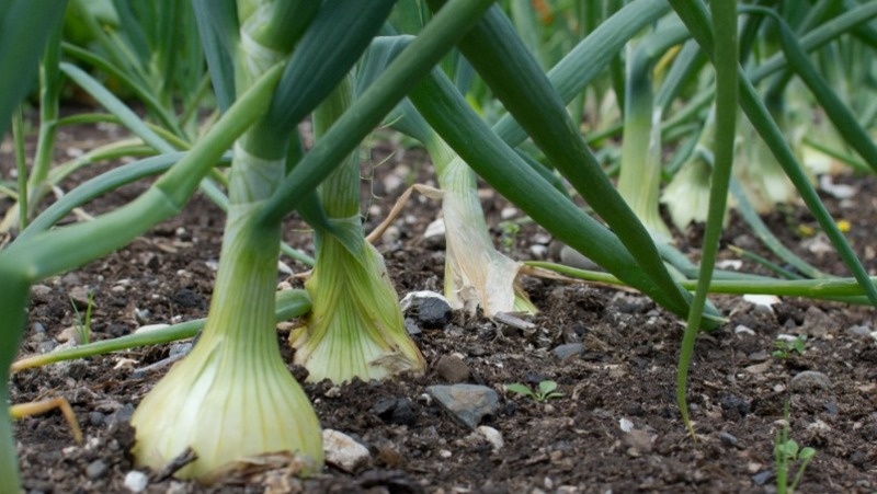      Фото: @EyeEm / unsplash.com