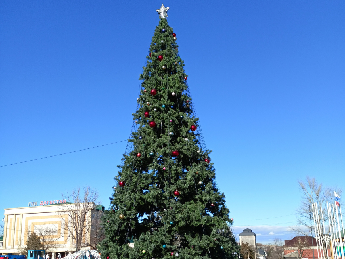 Фото автора: новогодняя ель на центральной площади Буйнакска (Дагестан, январь 2024)