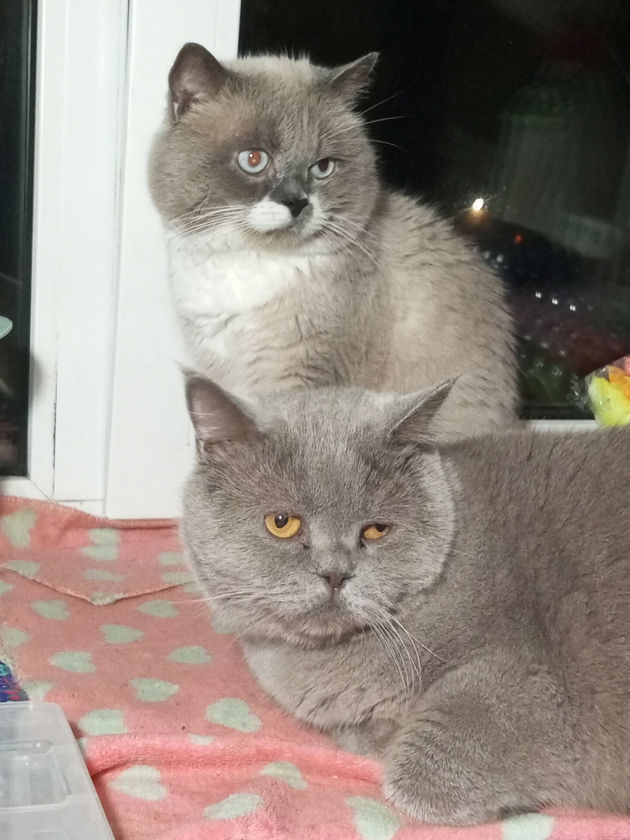 Что такое????