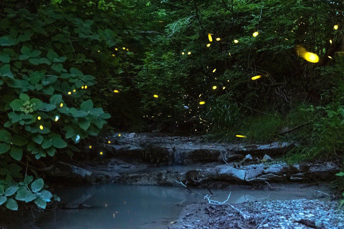 Фото: Tateshi️