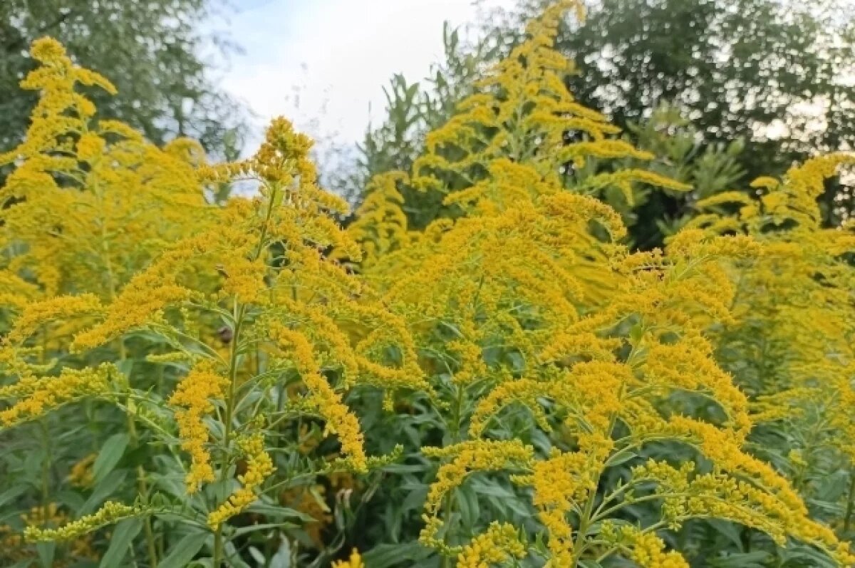    В Ростовской области ввели карантинную зону из-за зарослей амброзии