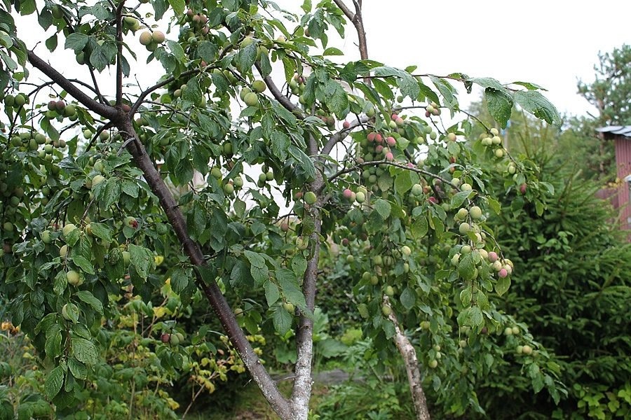 Раскидистая крона сливы более урожайная, но приходится поддерживать ветви дополнительными опорами.