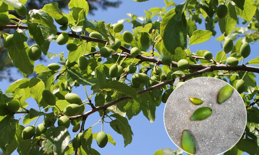 Почему опадают плоды сливы — 7 причин и их решения