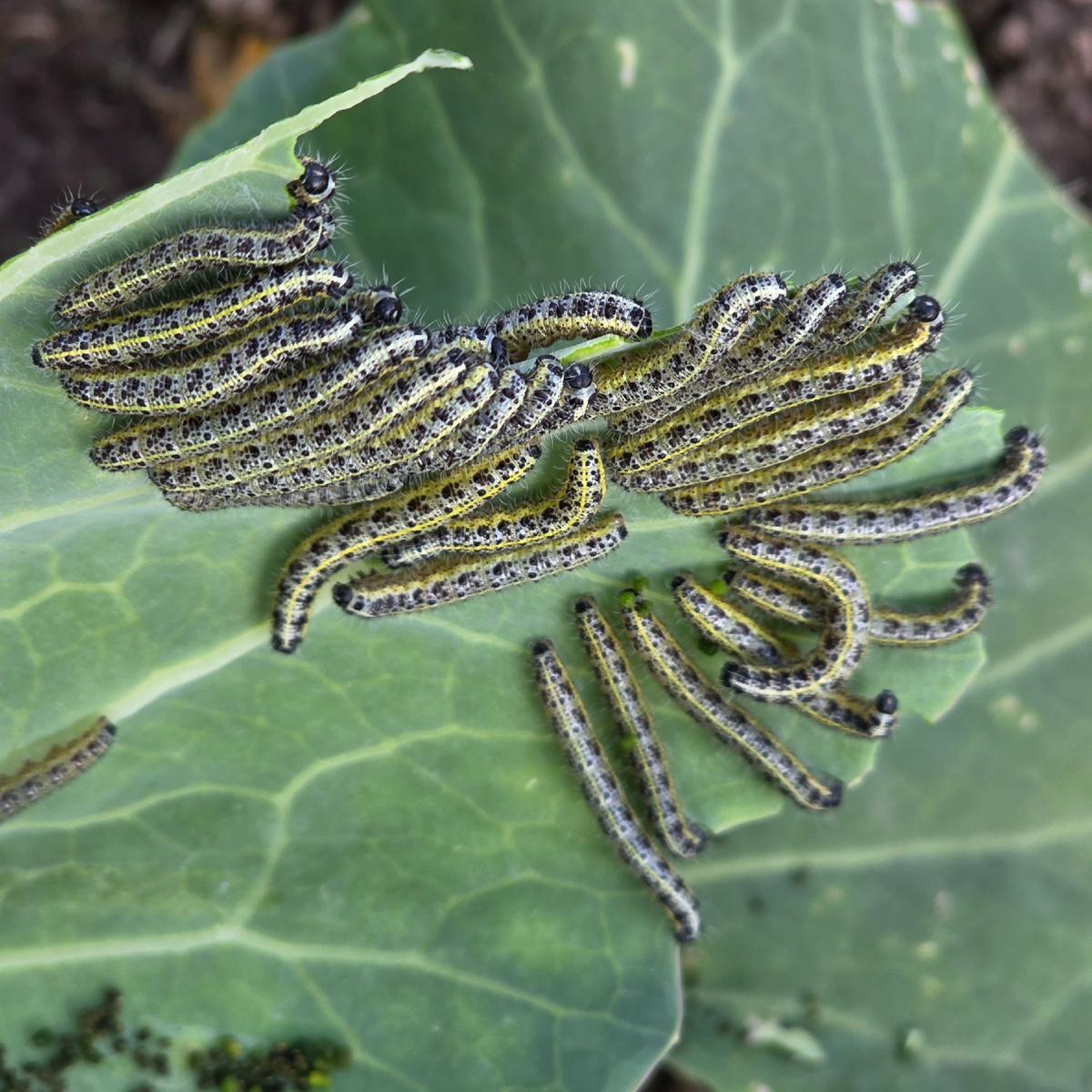 В моей голове было одно: " Какой кошмар, бррр..."