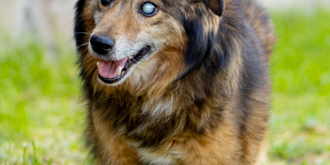 Его мир — вечная темнота... Его предали, когда он ослеп.
