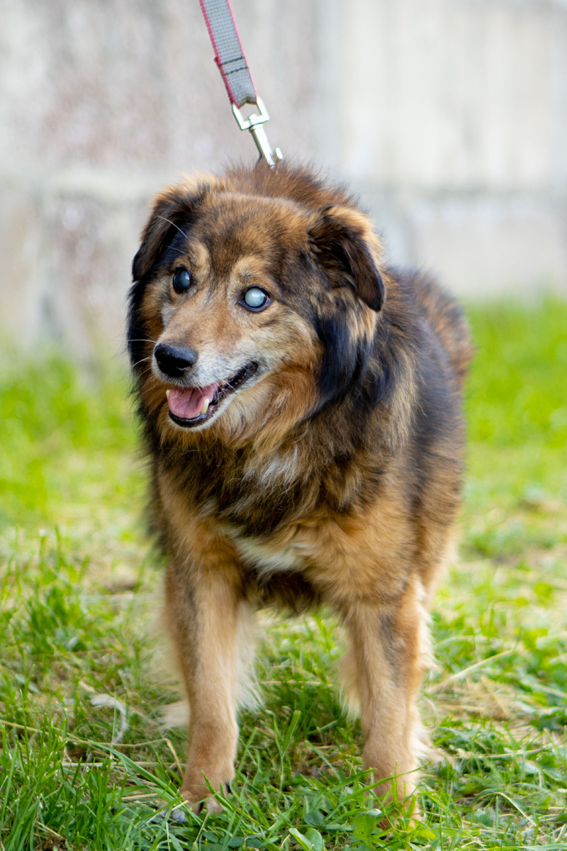 Шансов пристроить старенького и слепого песика почти нет... 