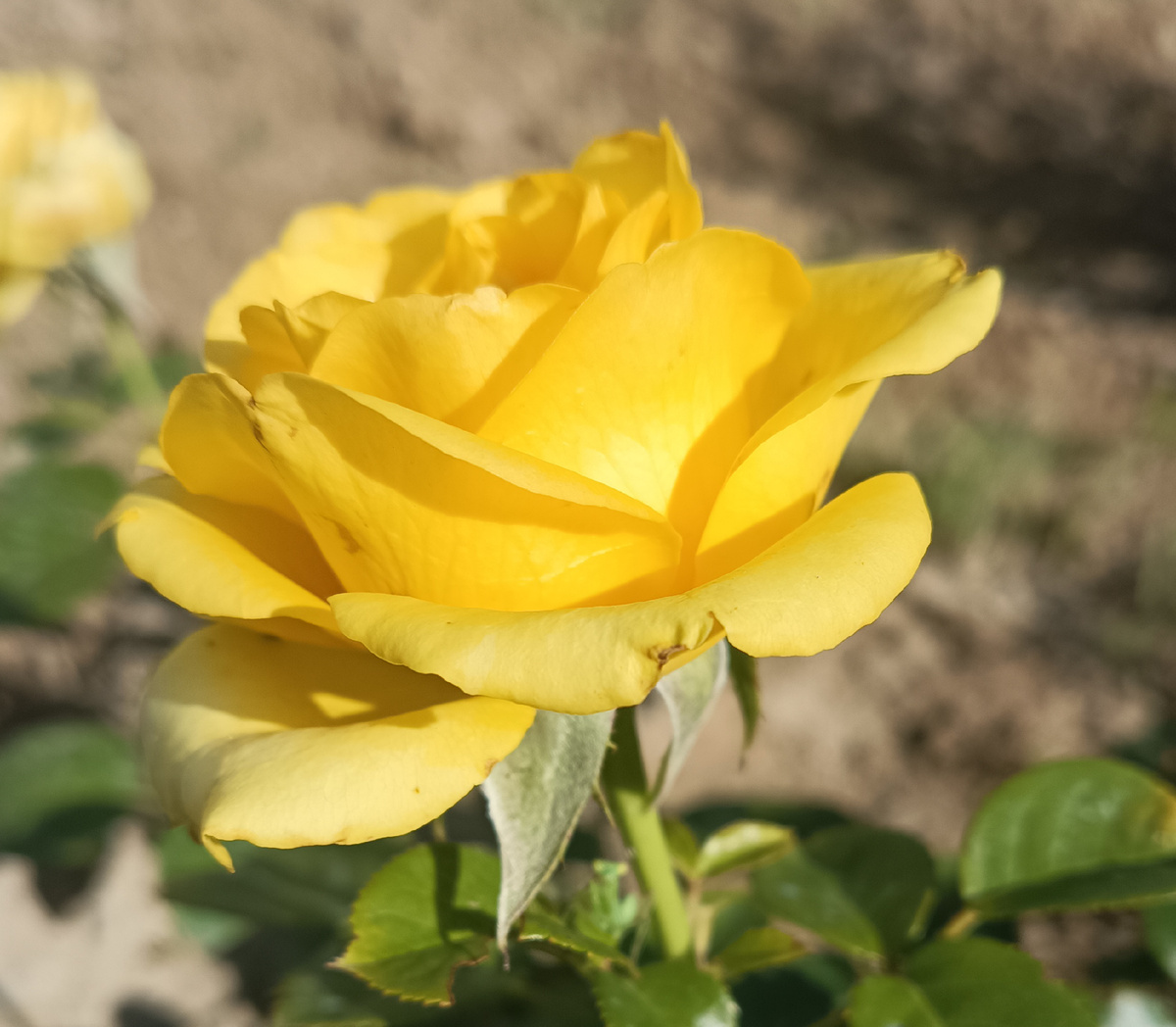 Фото автора Поспелова Евгения Ростов на Дону. Розочка зацвела 👍🤗