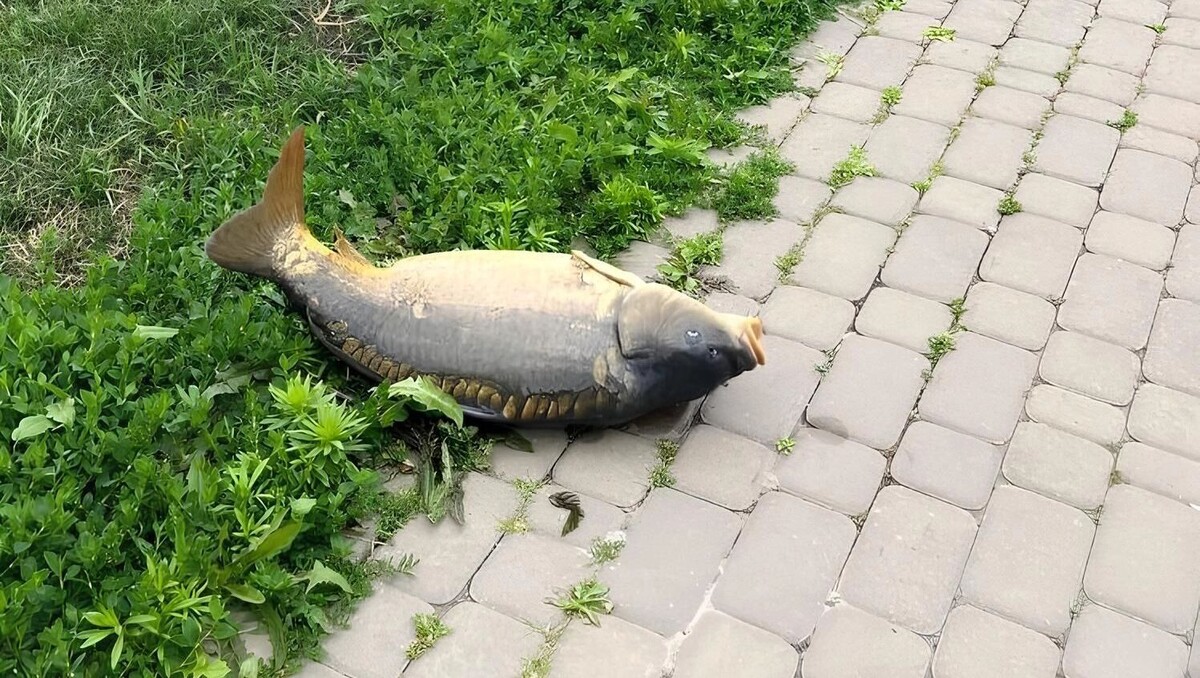     Источник: Telegram-канал «Блэтгород»