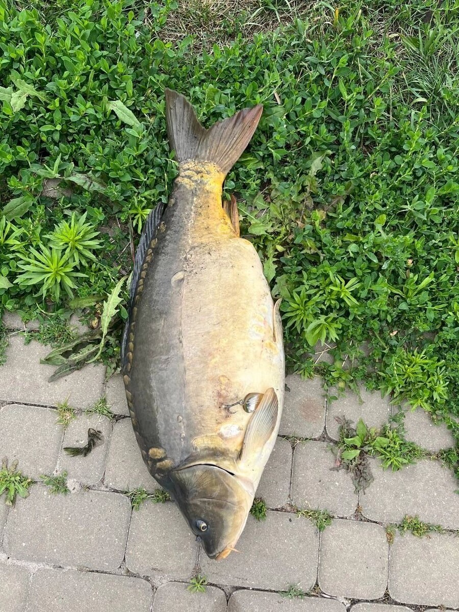     Источник: Telegram-канал «Блэтгород»