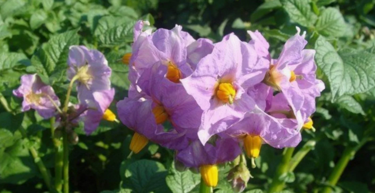 Цветение картофеля